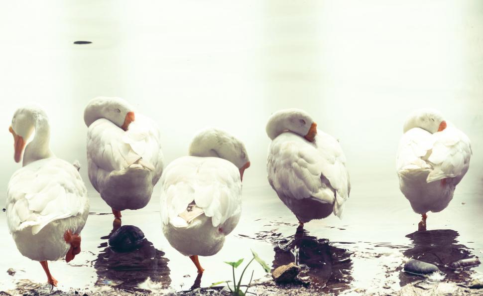 Free Image of White geese birds  