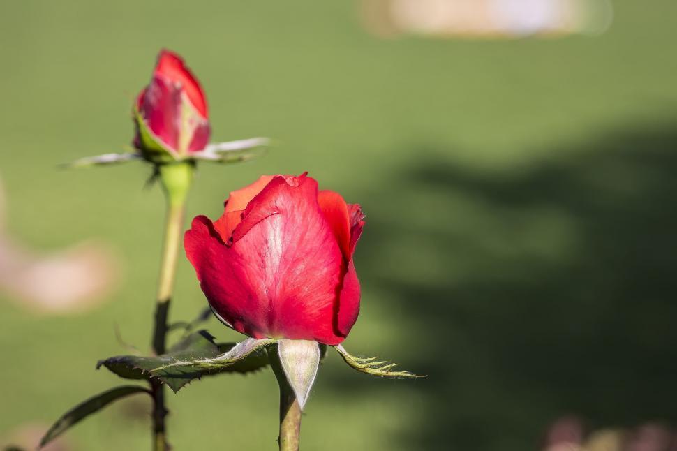 Free Image of Red Roses  
