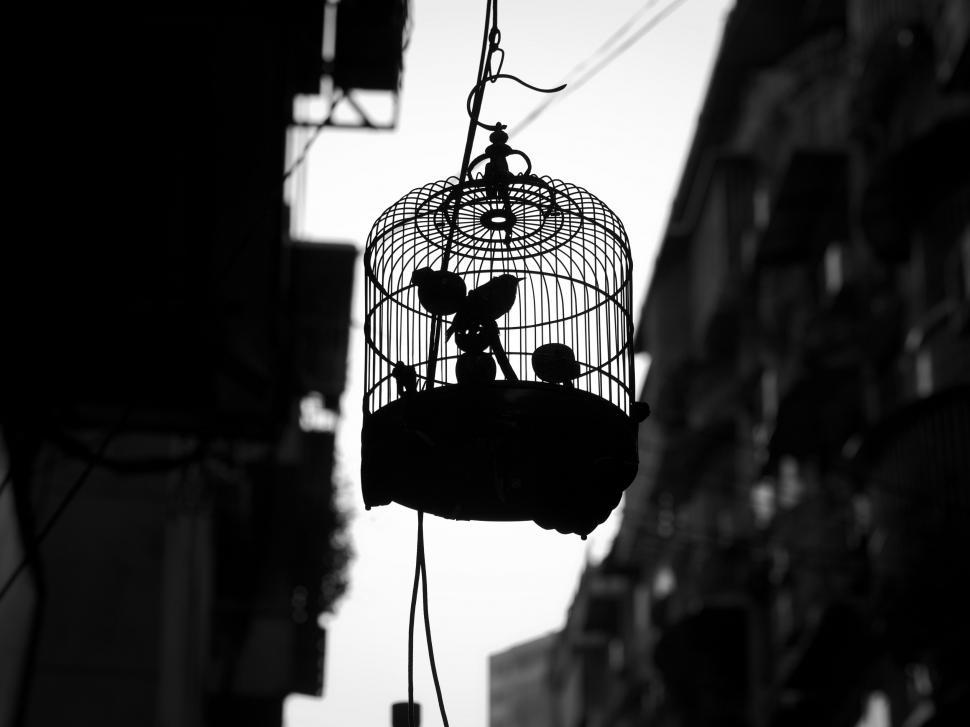Free Image of Birds in cage  