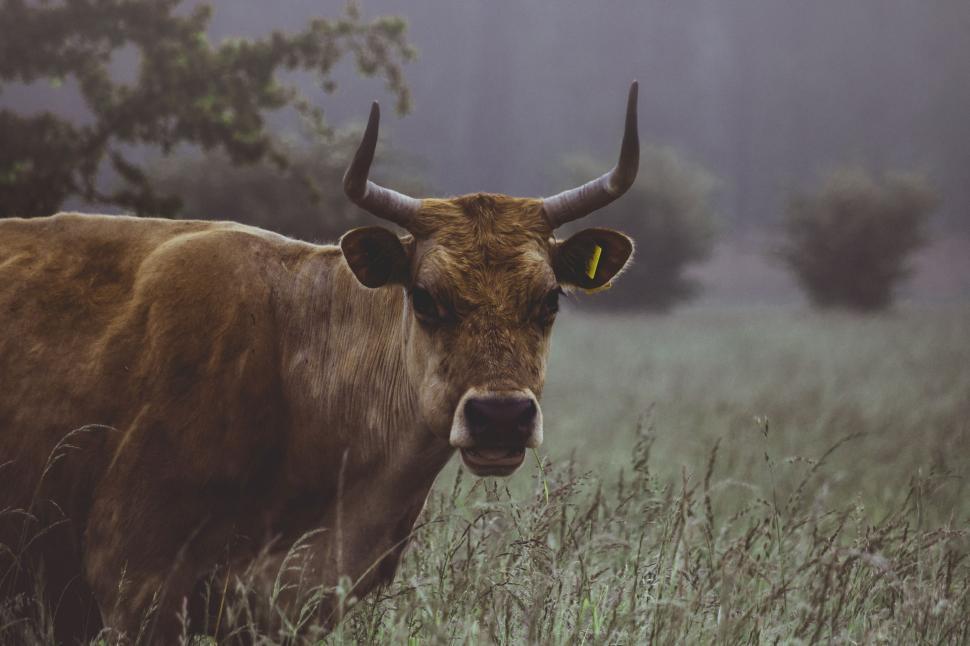 Free Image of Cow in meadow 