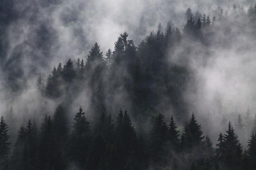 Free Image of Fir trees in fog  