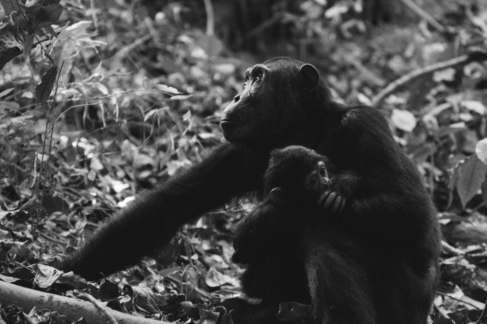 Free Image of Chimpanzee and baby 