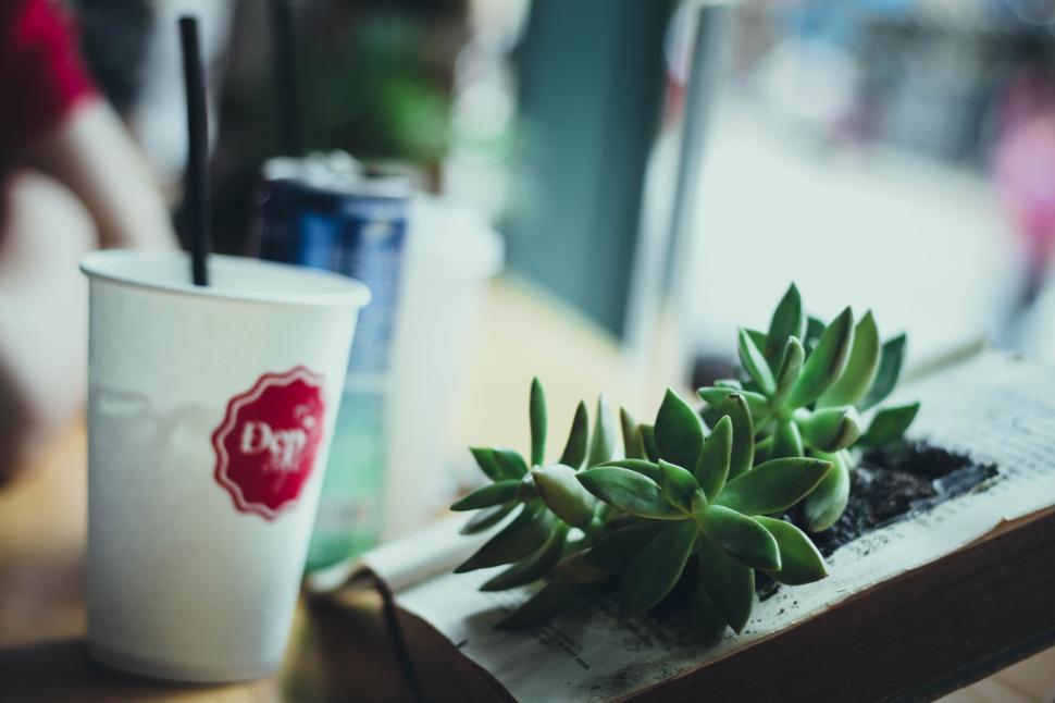 Free Image of Pot plant and white disposable cup 