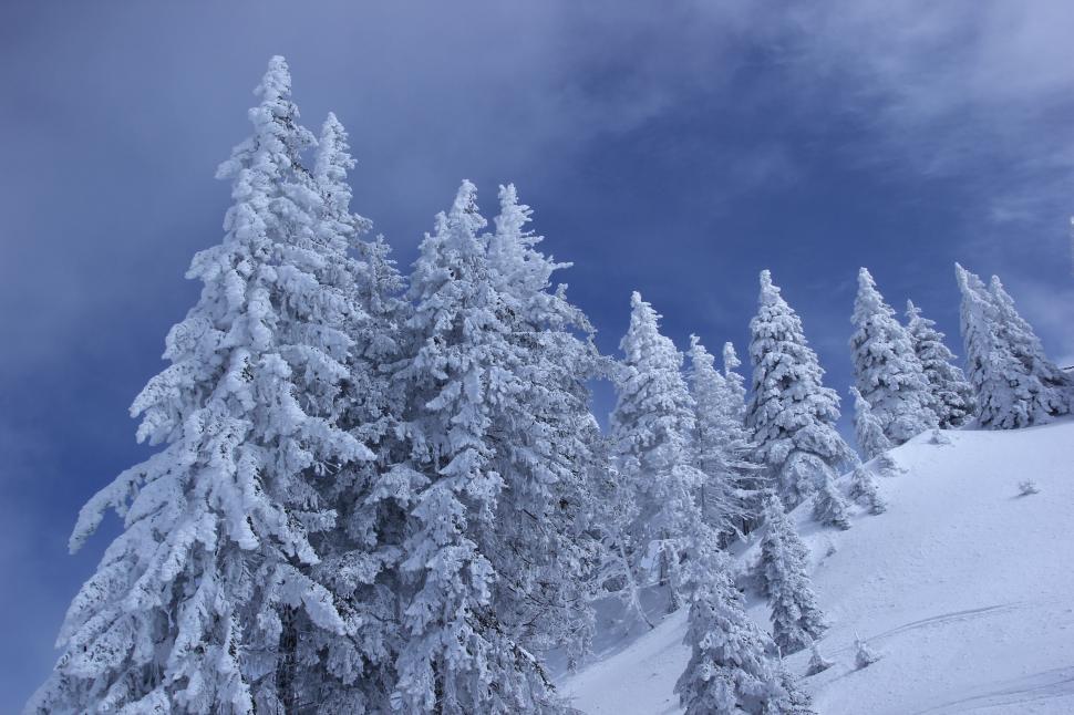 Free Image of Snow Capped Trees 