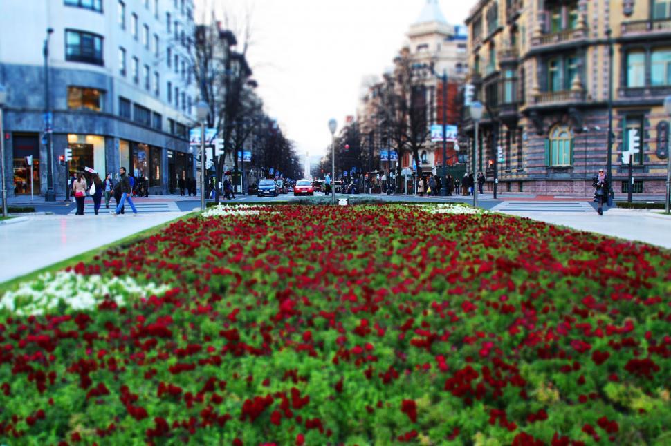Free Image of Flowers in Town  