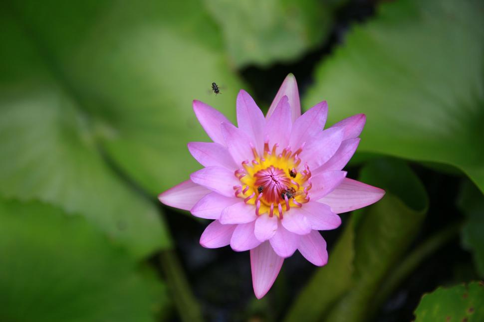 Free Image of Pink water lily 