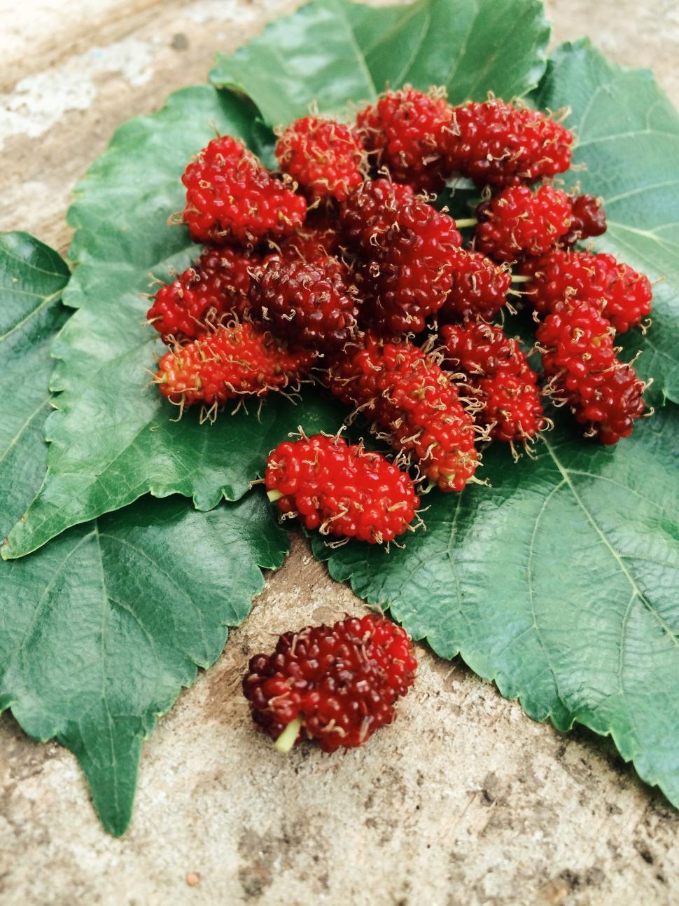 Free Image of Red Mulberries  