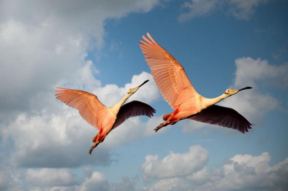 Free Image of Two Flamingos  