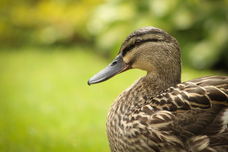 Free Image of One Duck 