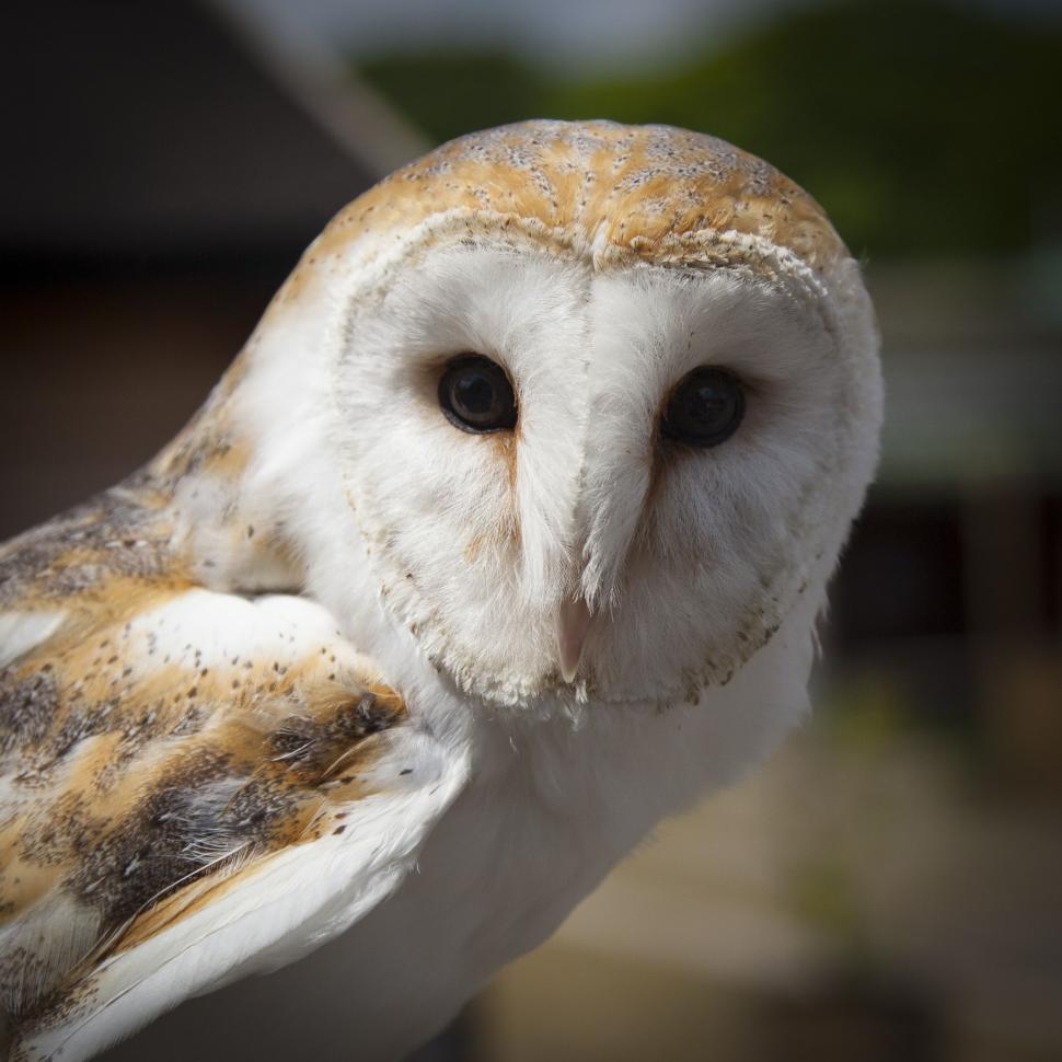 Free Image of Barn owl 