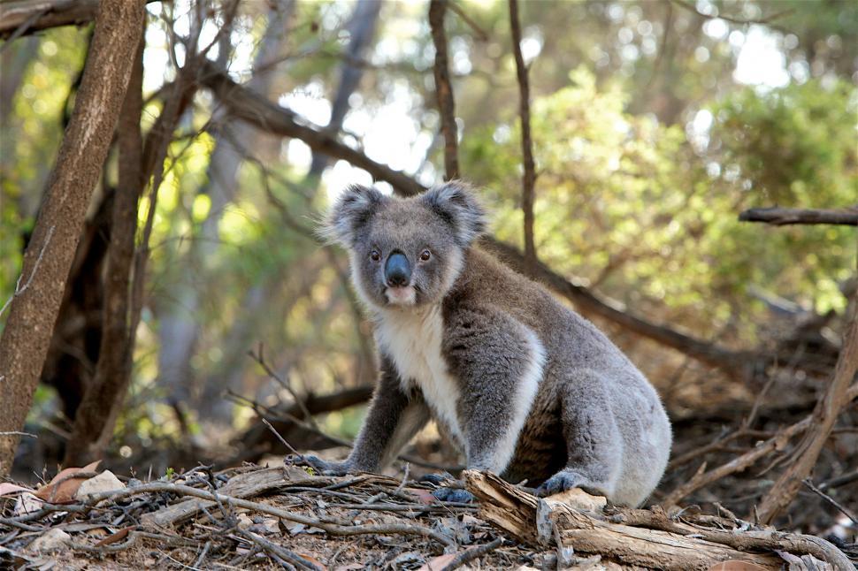 Free Image of One Koala 