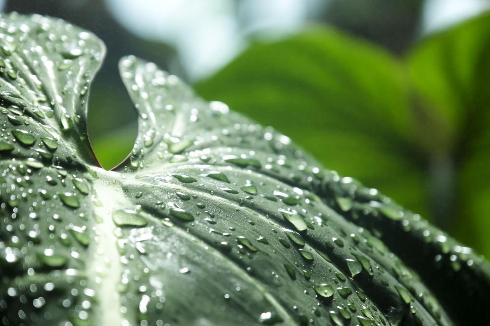 Free Image of Raindrops on green leaves  