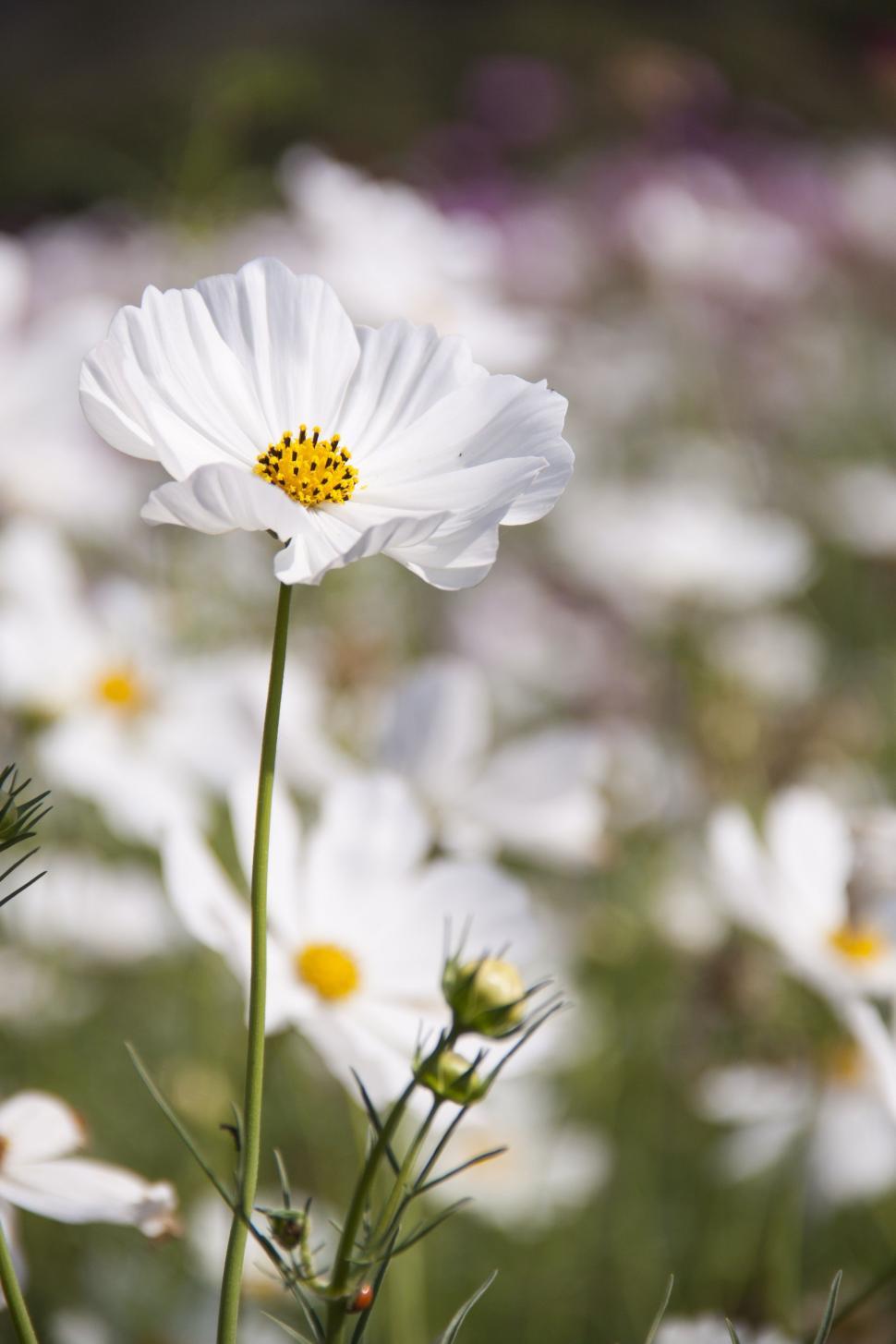 Free Image of Pure white flowers 