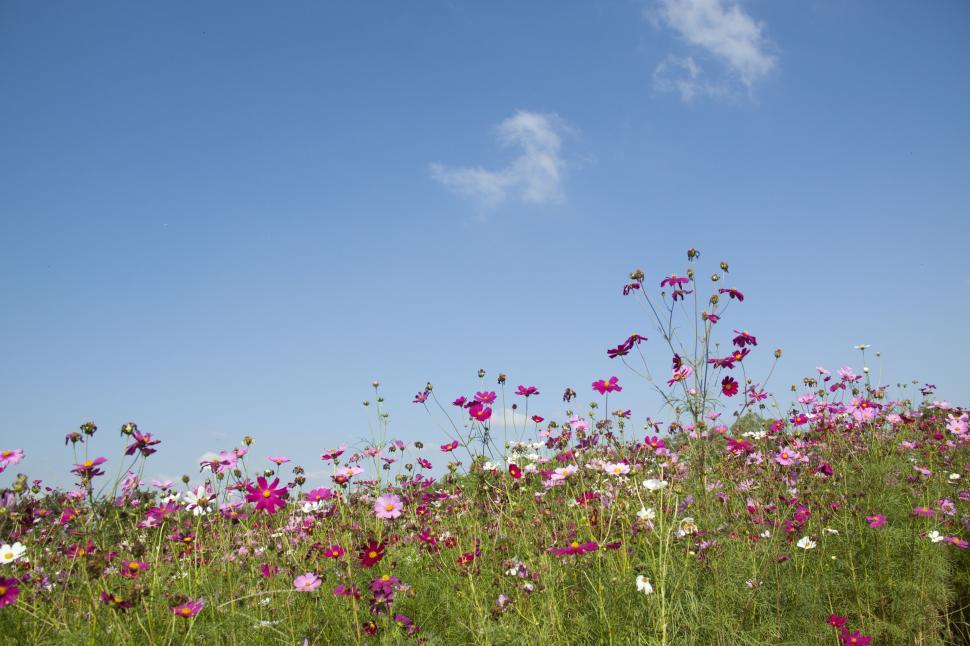 Free Image of Wild Flowers and Sky  