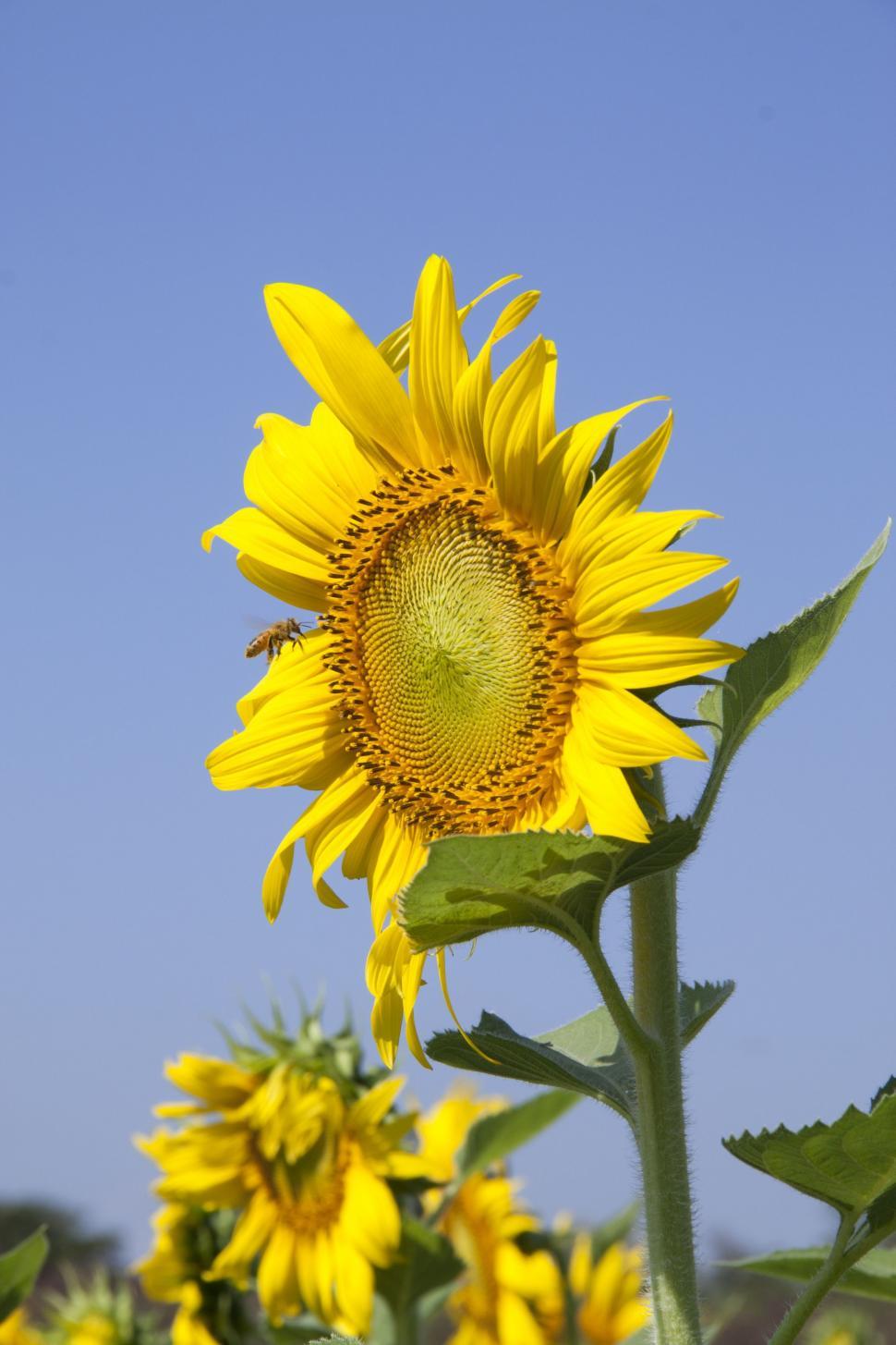 Free Image of Sunflowers with blue sky  