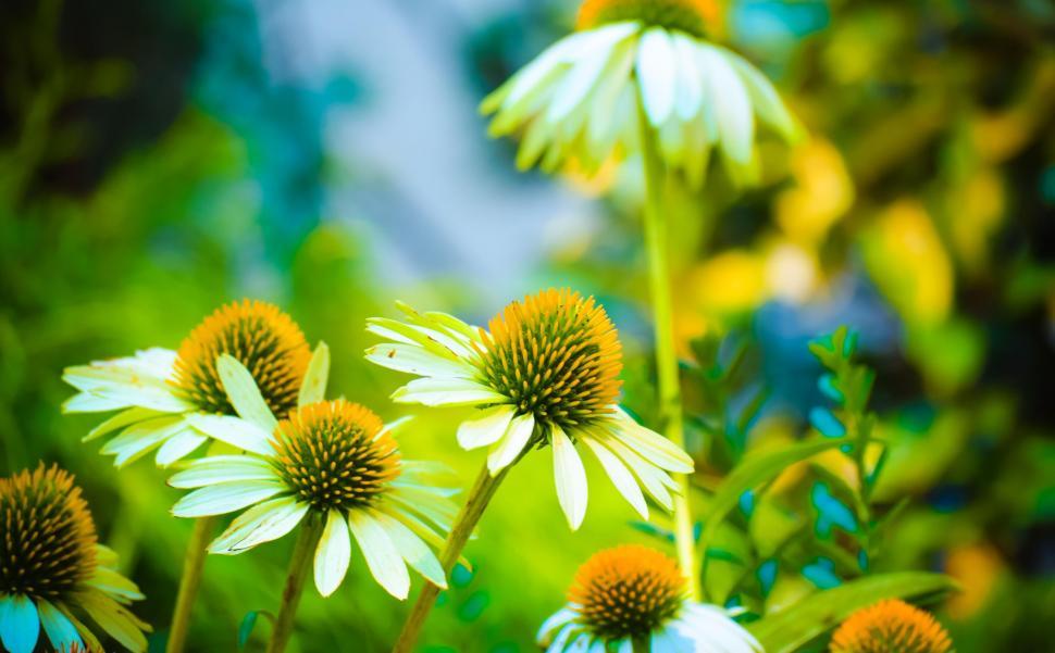 Free Image of Yellow Pollen of White Flowers  