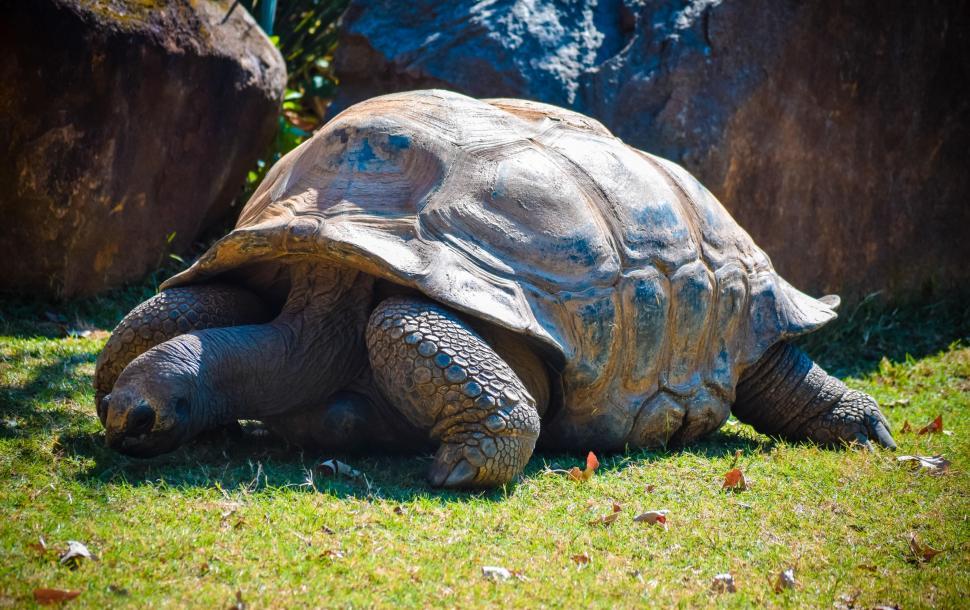Free Image of One Tortoise 