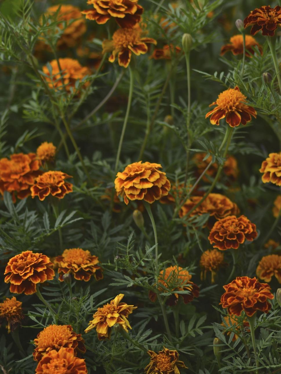 Free Image of Marigold flower 