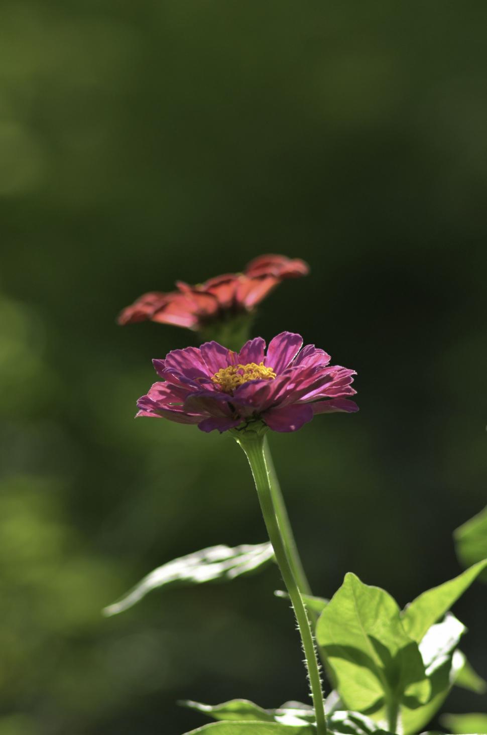 Free Image of Pink aster flower 