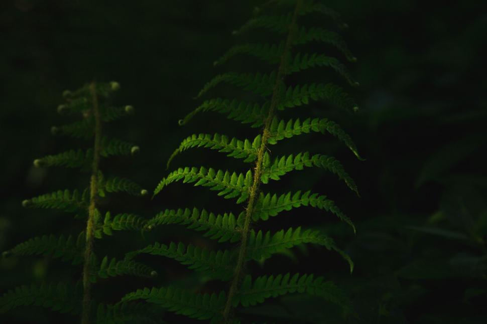 Free Image of Fir Plant Leaves  