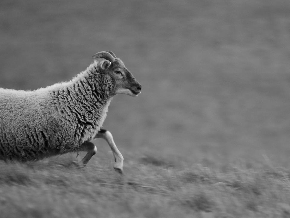 Free Image of Running Sheep  