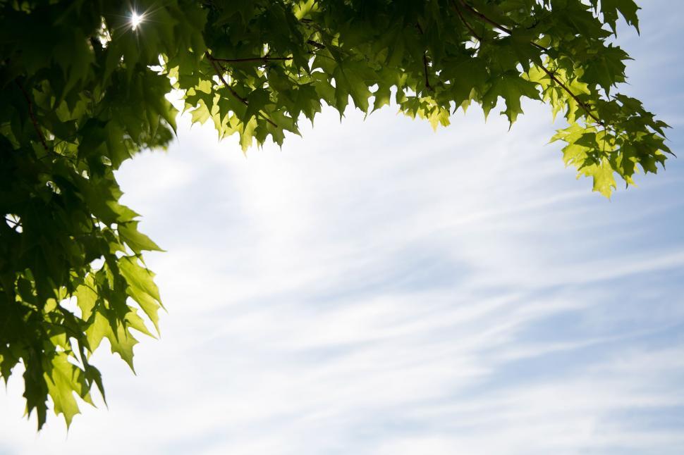 Free Image of Leaves and Clouds  