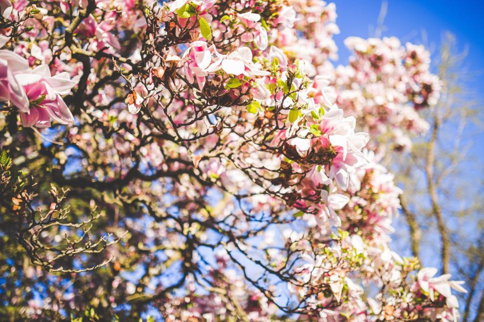 Free Image of Sprig of cherry blossoms 