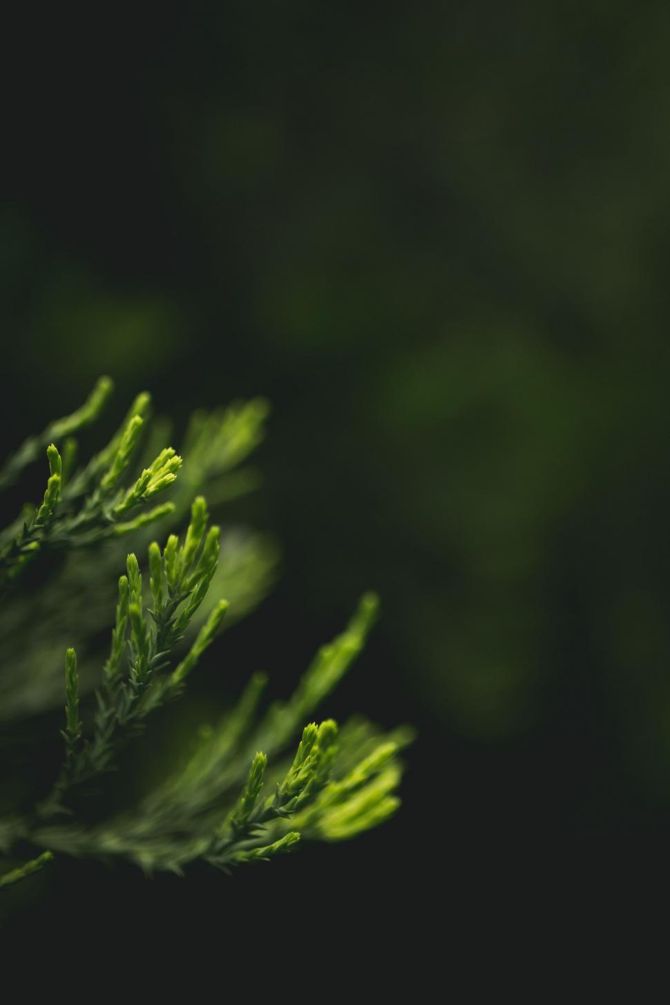 Free Image of Fir Leaves  