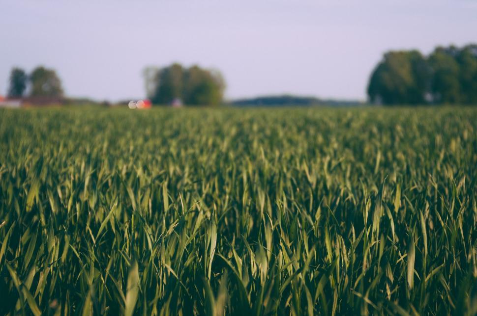 Free Image of Farmland in countryside  