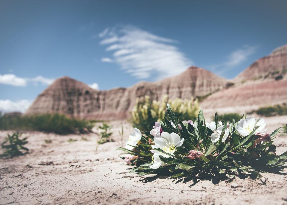 Free Image of Flowers in Desert  