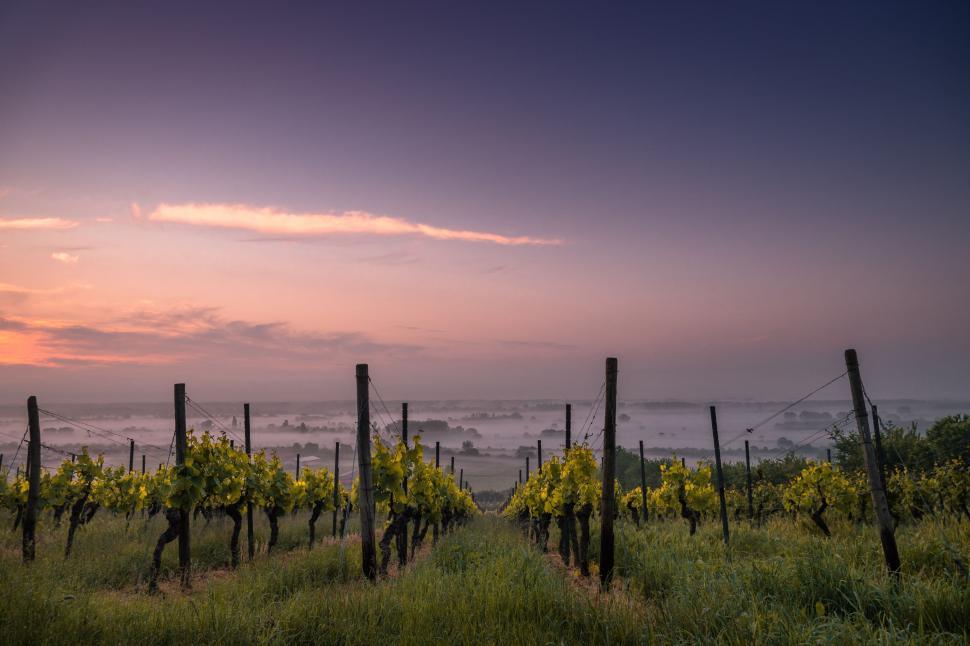 Free Image of Vineyard in the morning  