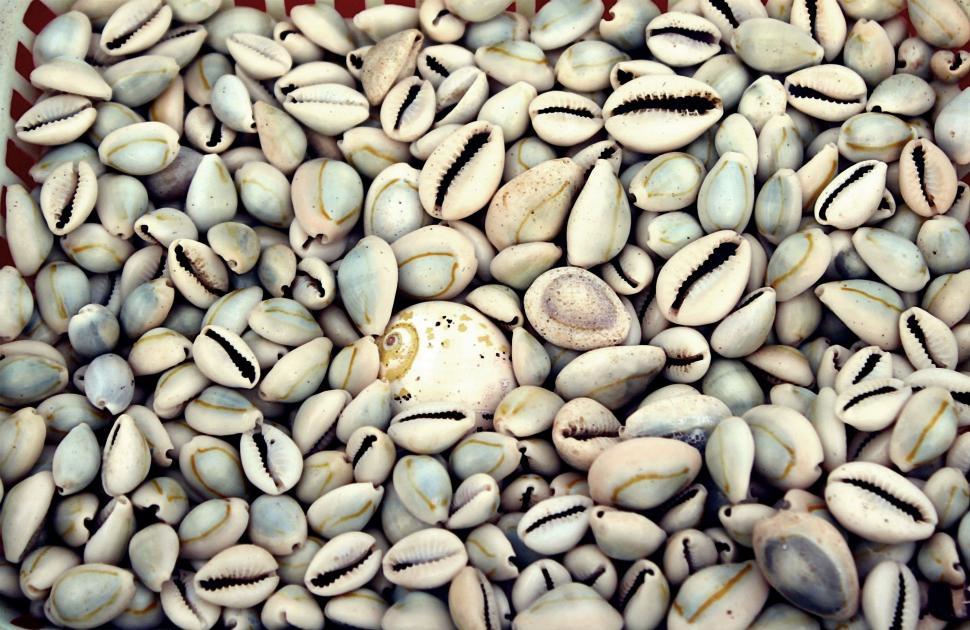 Free Image of Beach Shells - Texture  