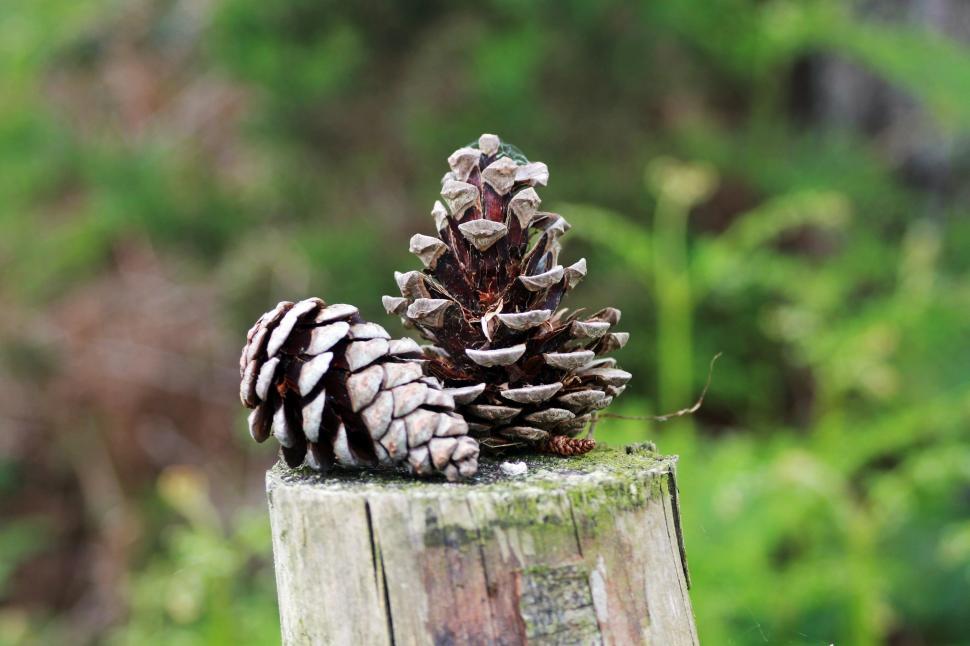 Free Image of Two Pine Cones  