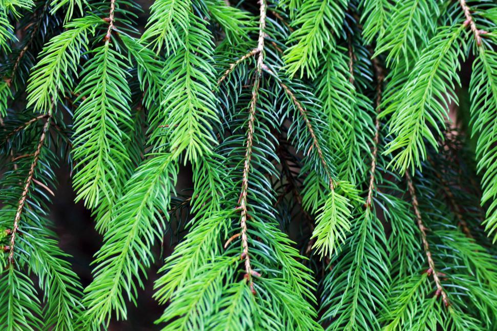 Free Image of Pine tree leaves 