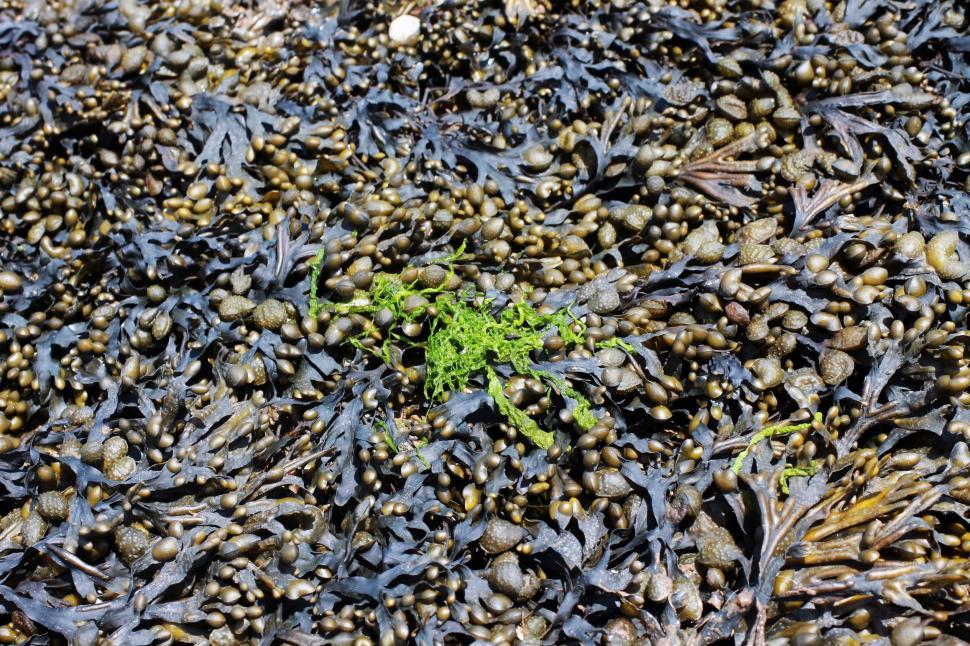 Free Image of Seaweed  