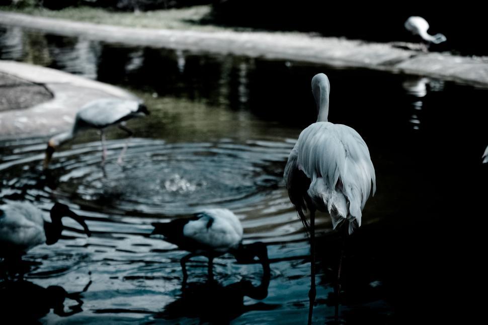 Free Image of Group of Swan in Lake  