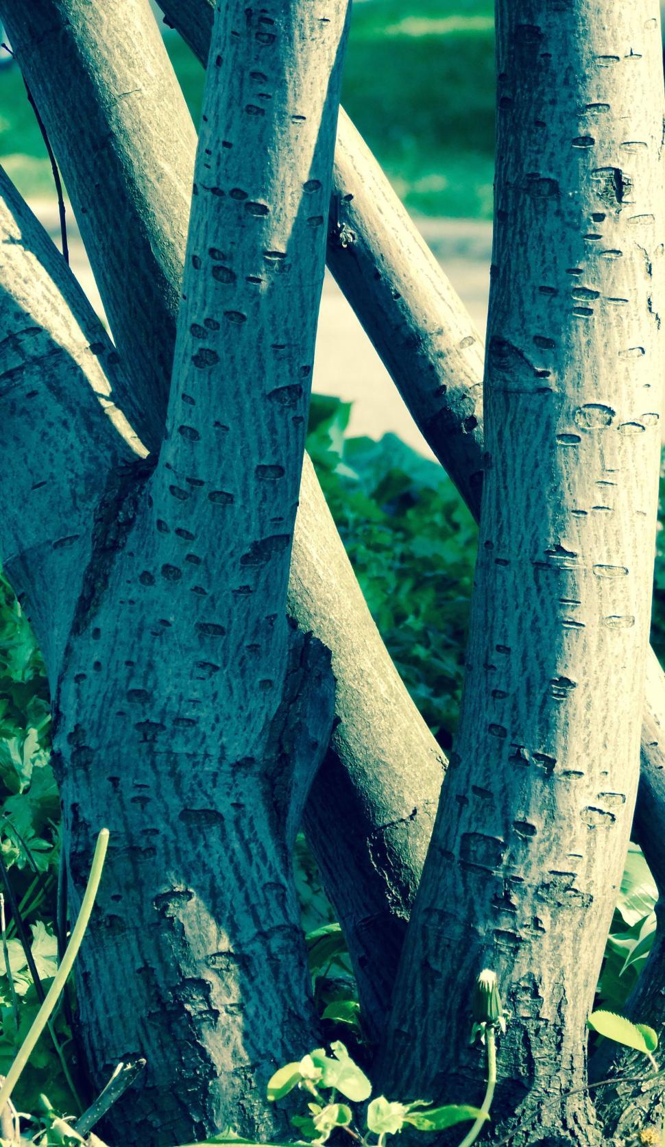 Free Image of Tree Trunks  