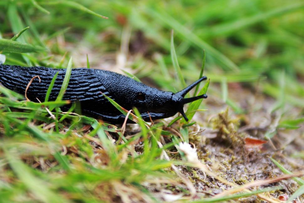 Free Image of Black slug (Animal)  
