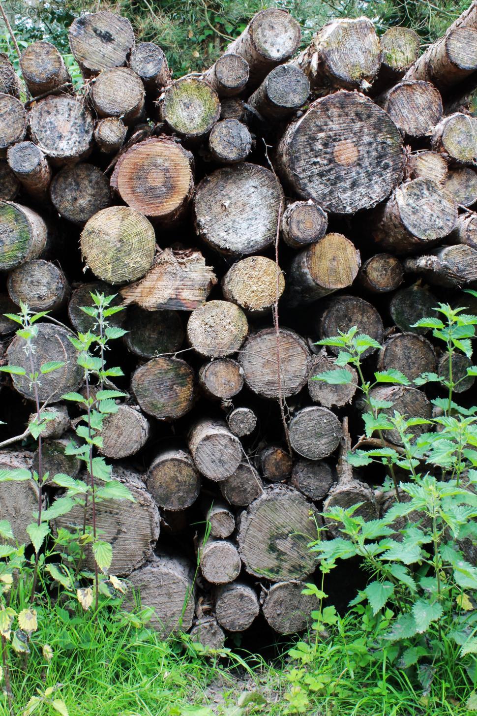 Free Image of Wood Logs  