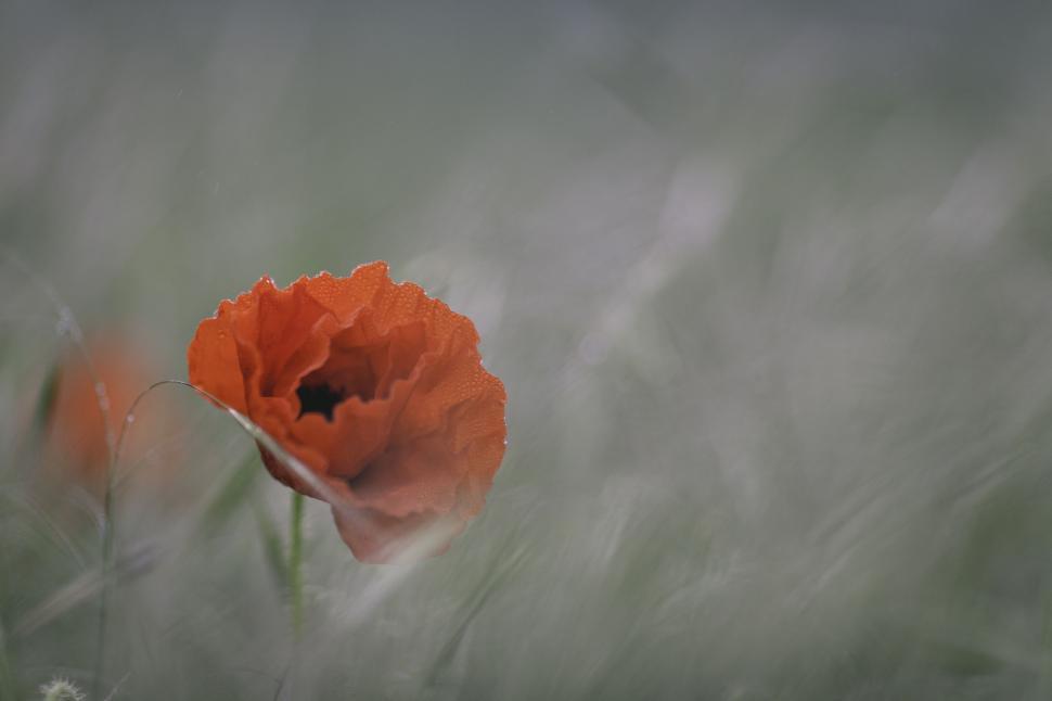 Free Image of Poppy flower 