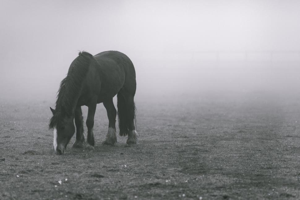 Free Image of Black Horse in Fog  