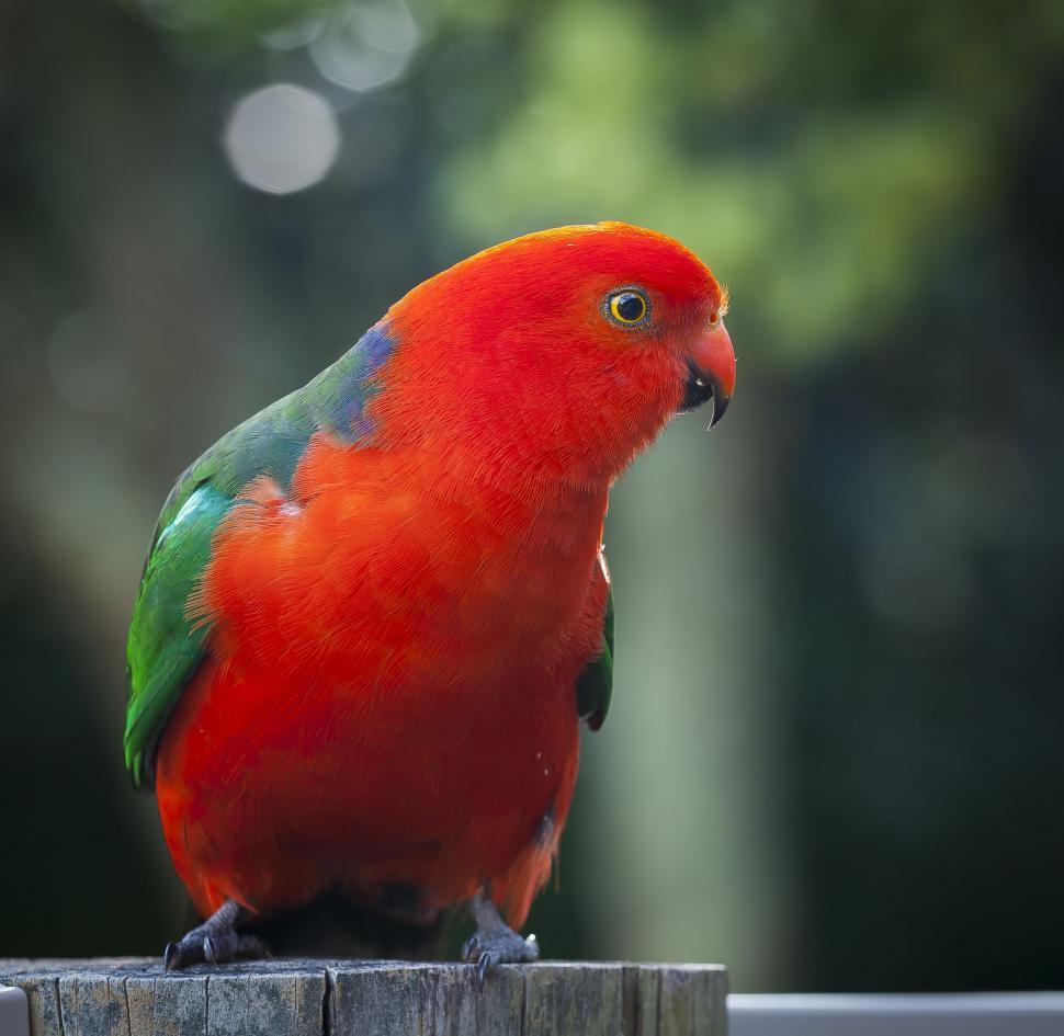 Free Image of Australian king parrot 