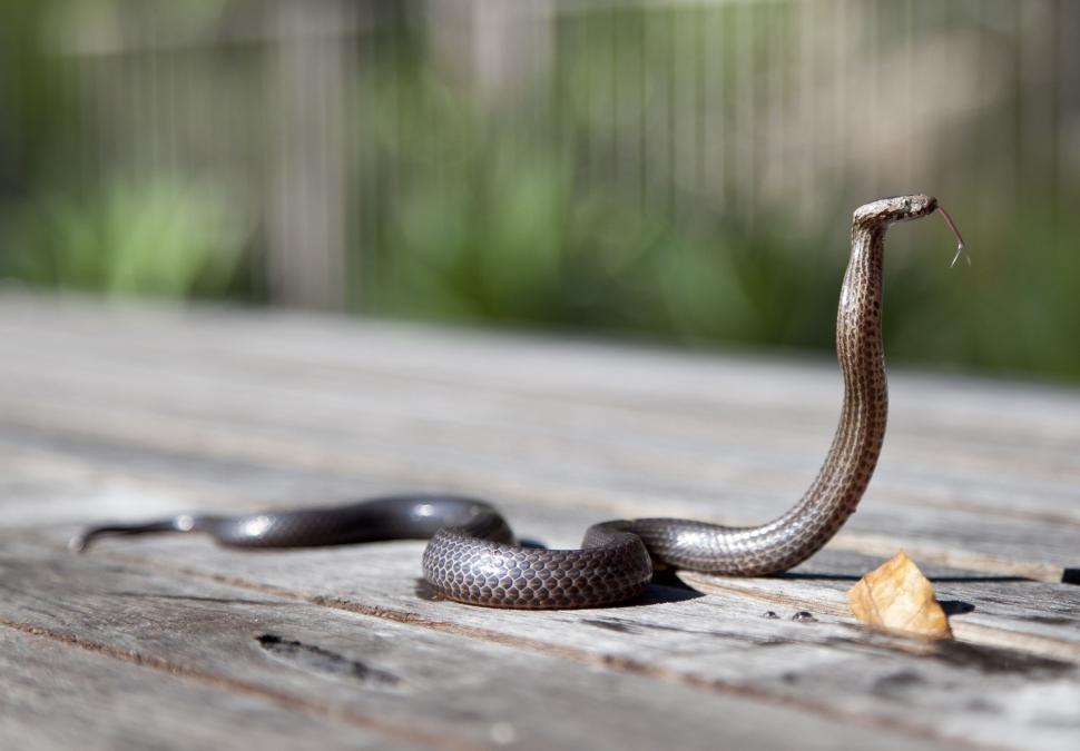 Free Image of Cobra Snake  