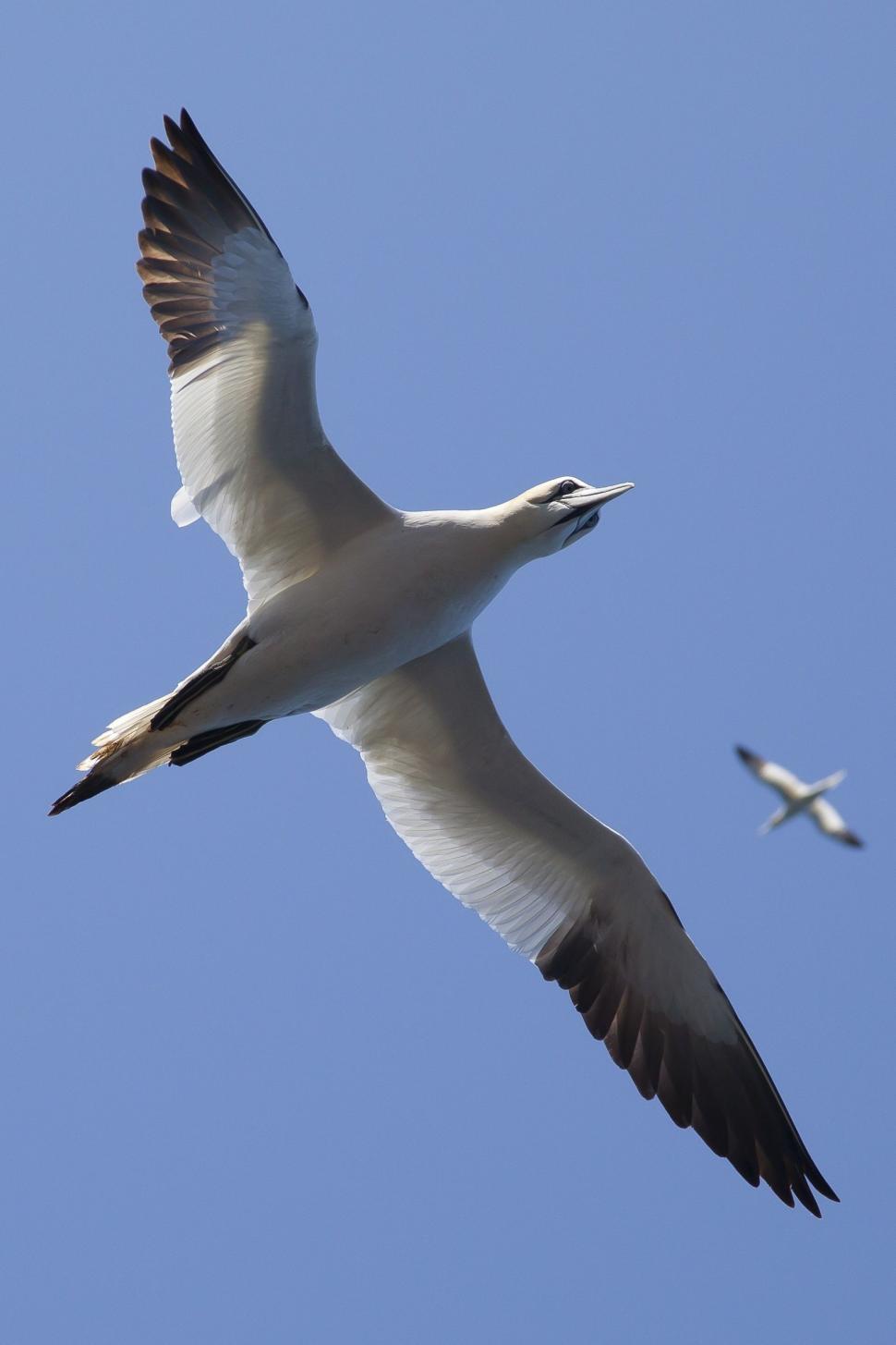 Free Image of Seagulls  