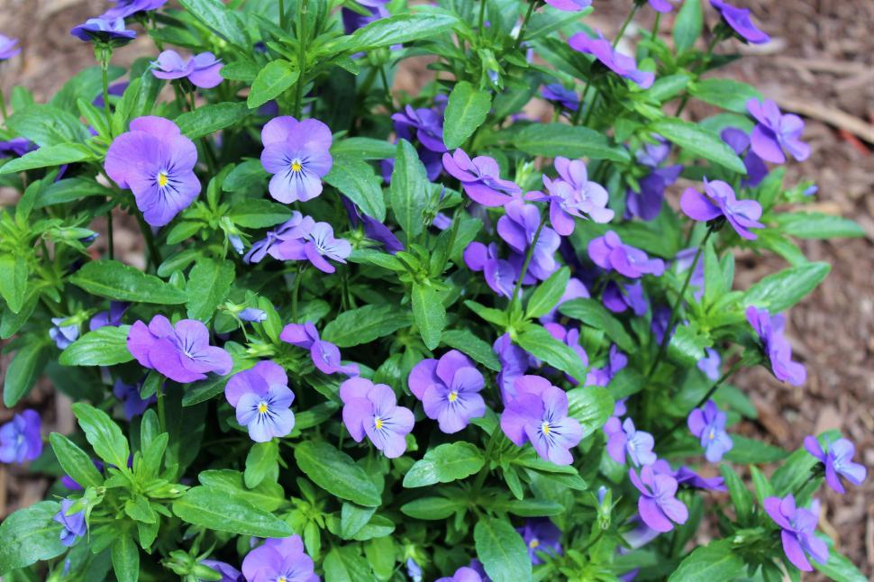 Free Image of Purple Flowers  