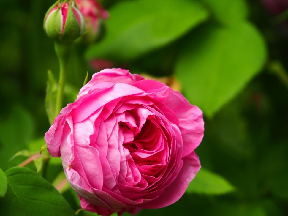 Free Image of Pink Rose  
