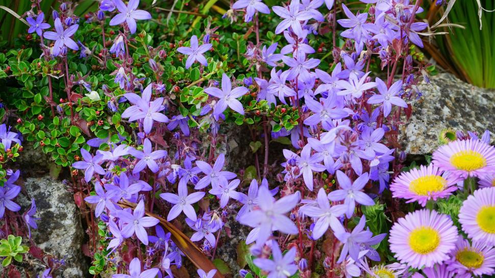 Free Image of Purple Flowers  