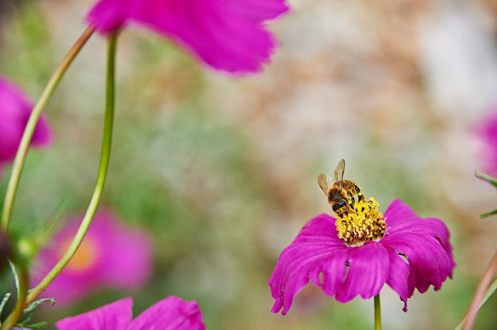 Free Image of Bee on pink flower  