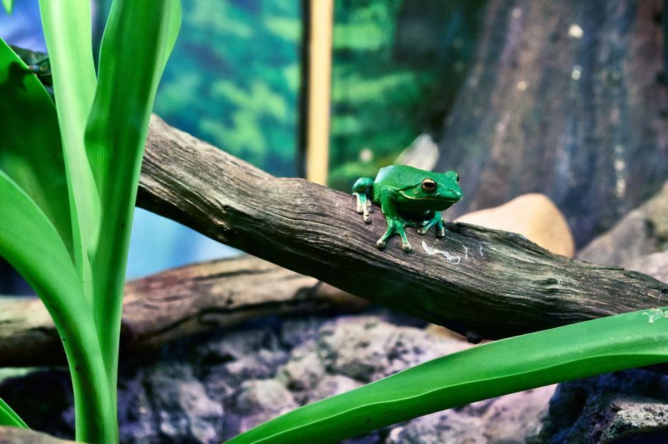 Free Image of American green tree frog 