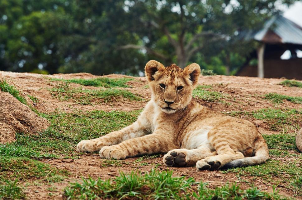 Free Image of Lion Cub  